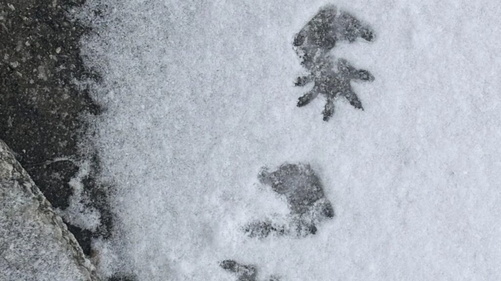 Opossum Tracks