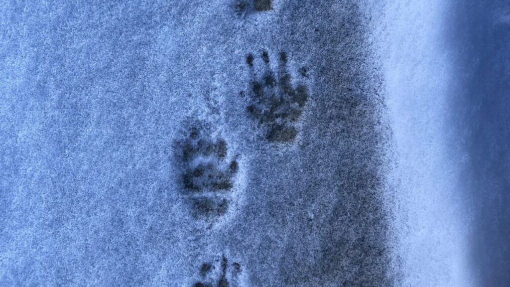 Skunk Tracks
