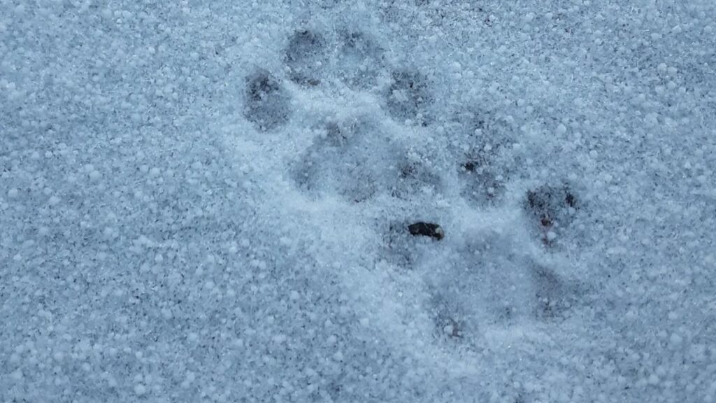 Cat tracks