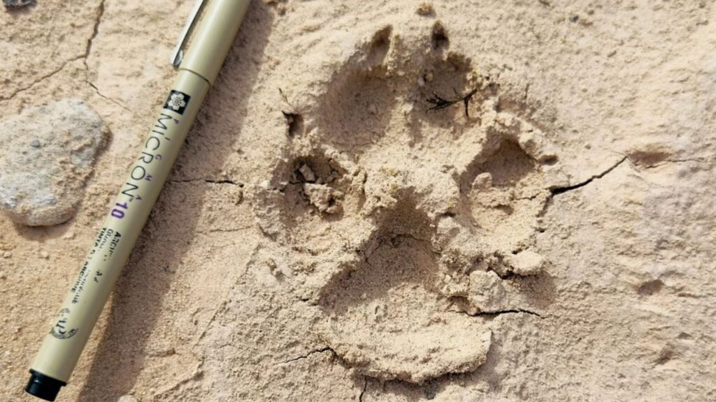 Coyote Track