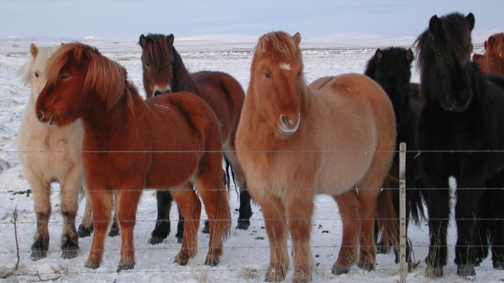 Icelandic Pony