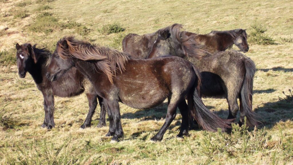Pottok Pony