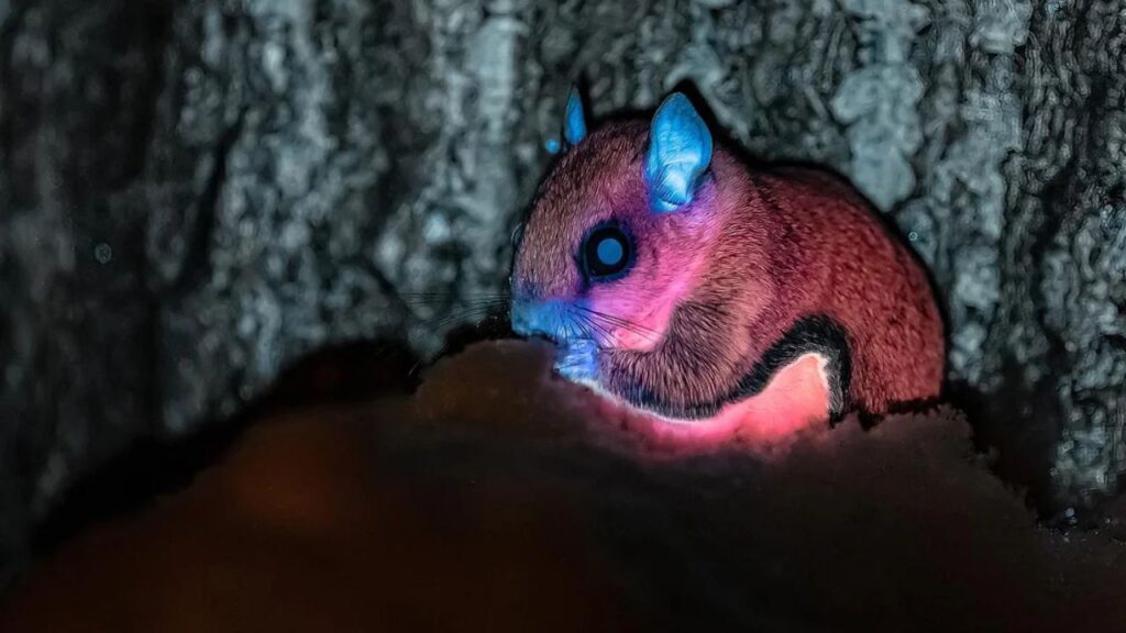 Flying Squirell