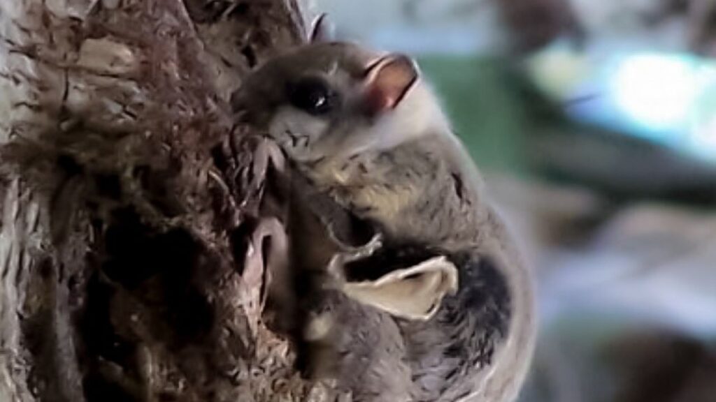 Humboldt's Flying Squirrel