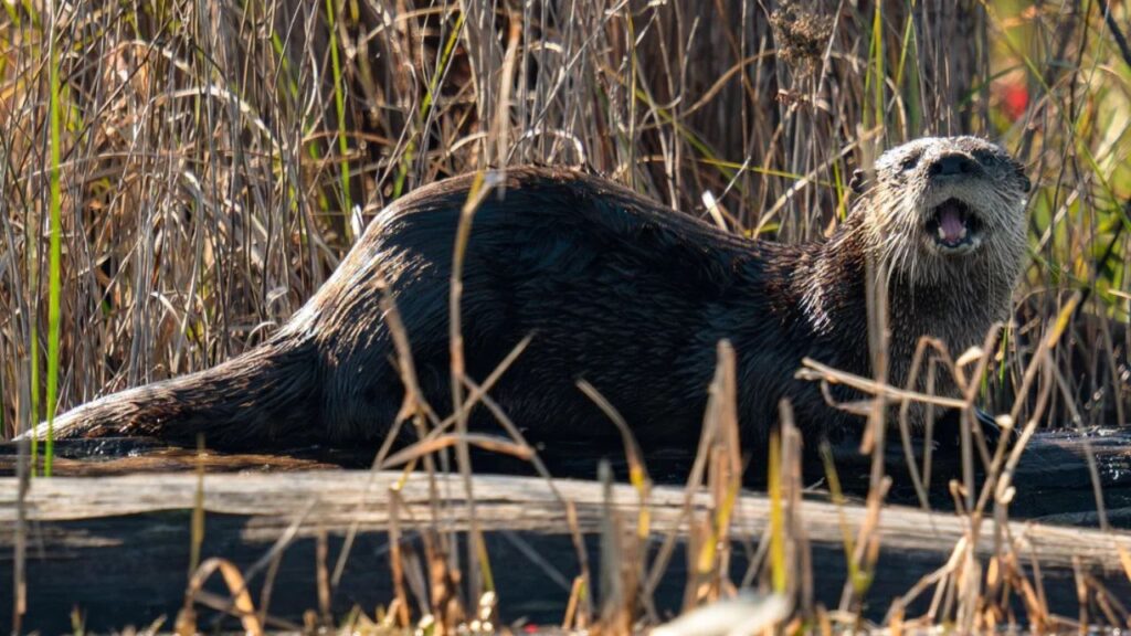 River otter in Okefenokee National Wildlife Refuge