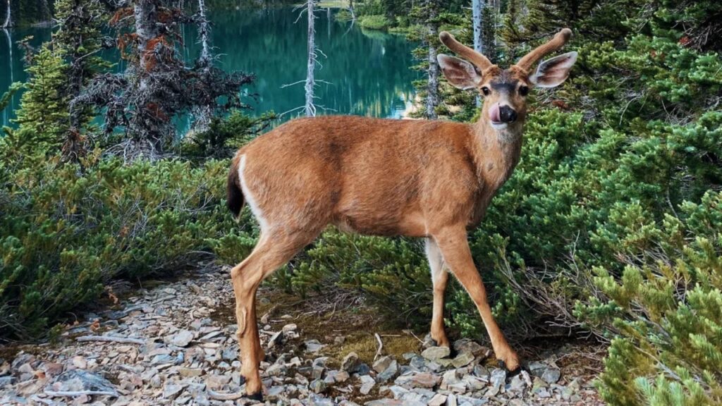 Olympic National Park and salt aggressive deer