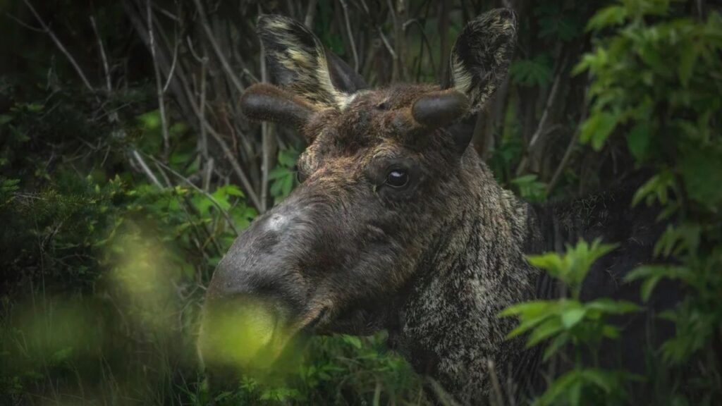 moose on the trail at Isle Royale National Park