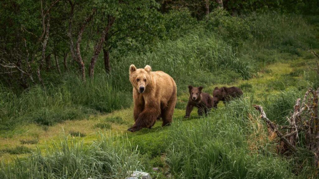Katmai National Park, Alaska