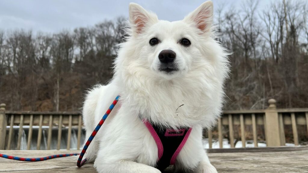 American Eskimo Dog