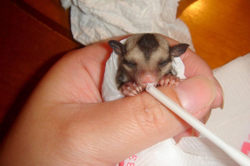 sugar glider baby