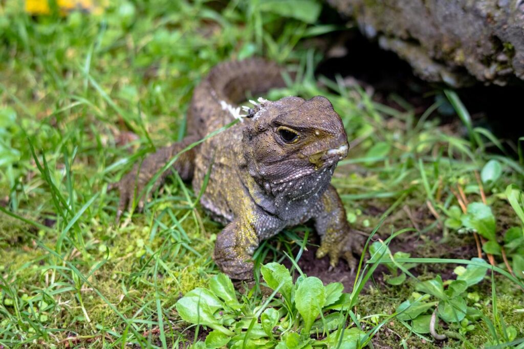 Tuatara