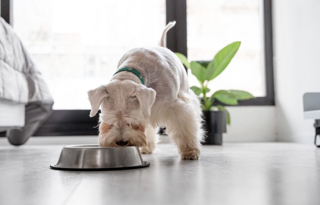 Small white dog eating/drinking from a metal bowl indoors.