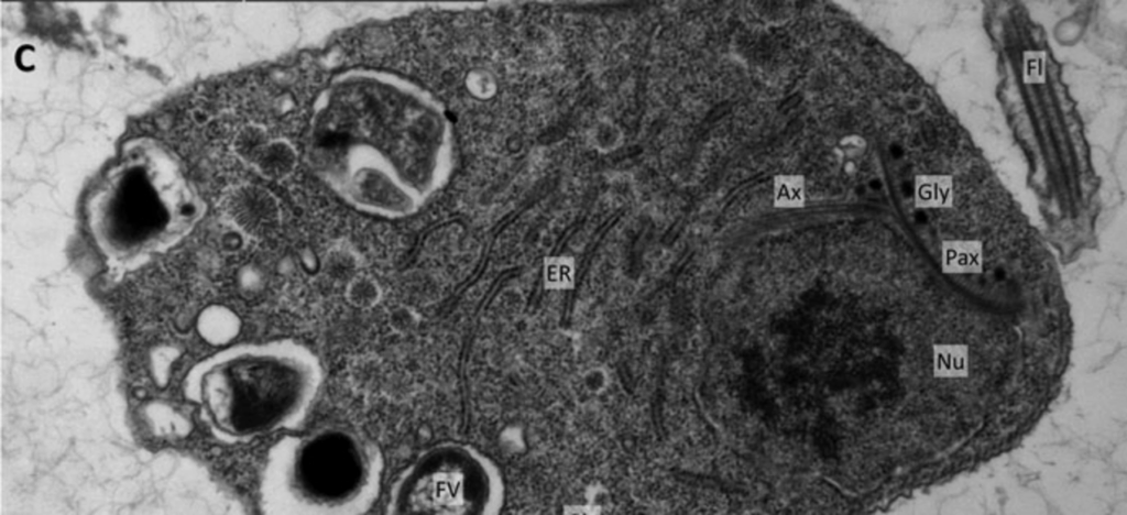 Mitochondria-less organism