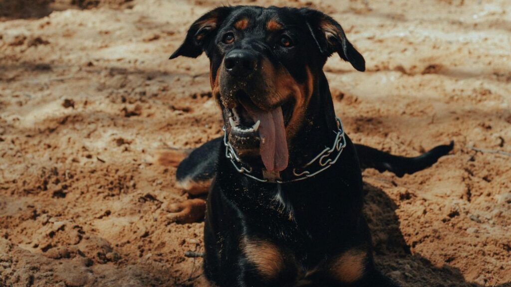 Rottweiler