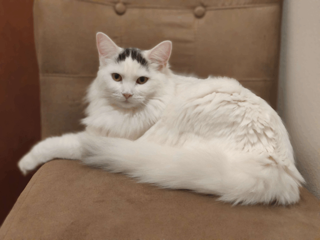 Black_and_white_Turkish_Van-2