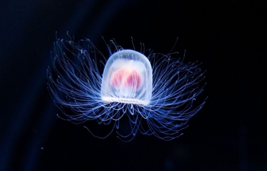 Turritopsis Dohrnii