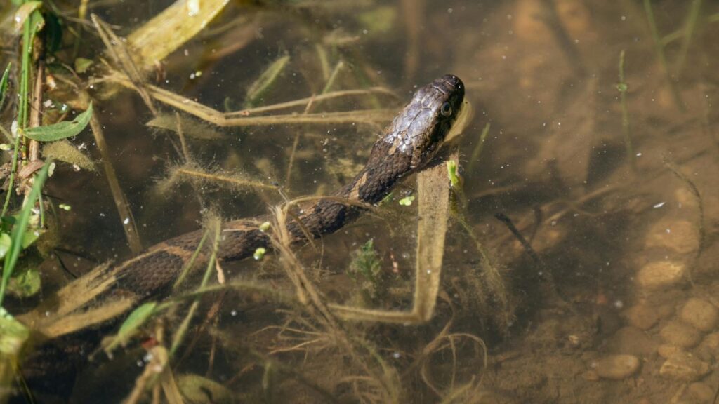 Water Snake