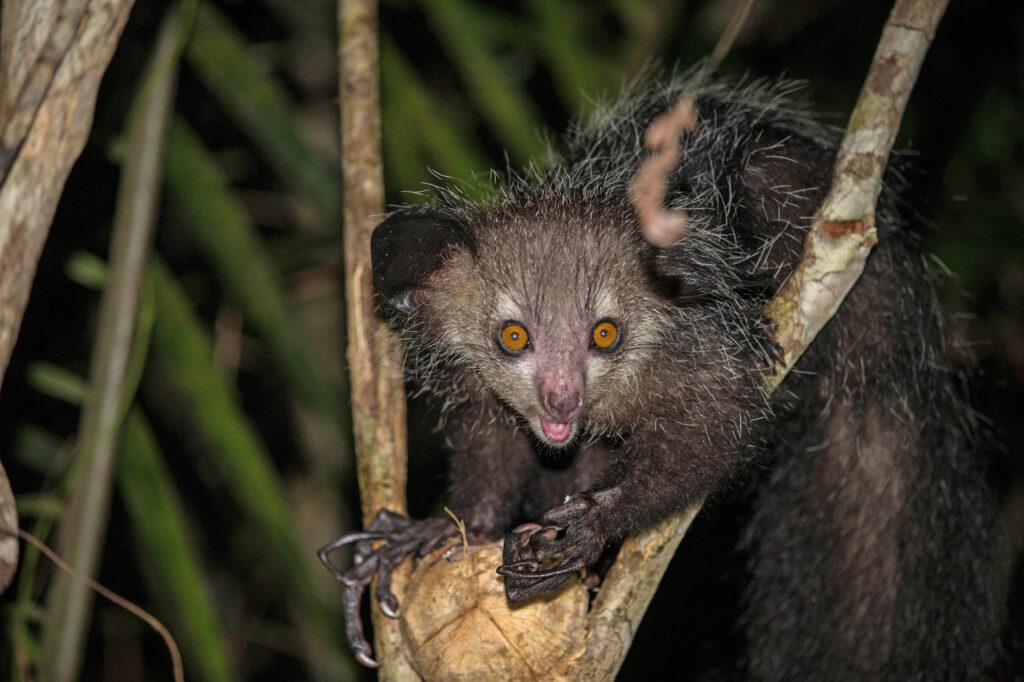 Wild_aye_aye-2