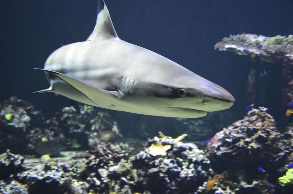  A Black tip reef shark
