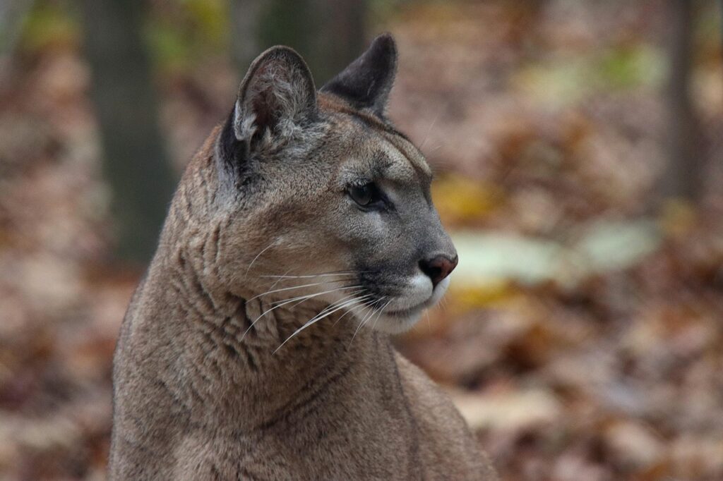 Headshot of a Mountain Lion