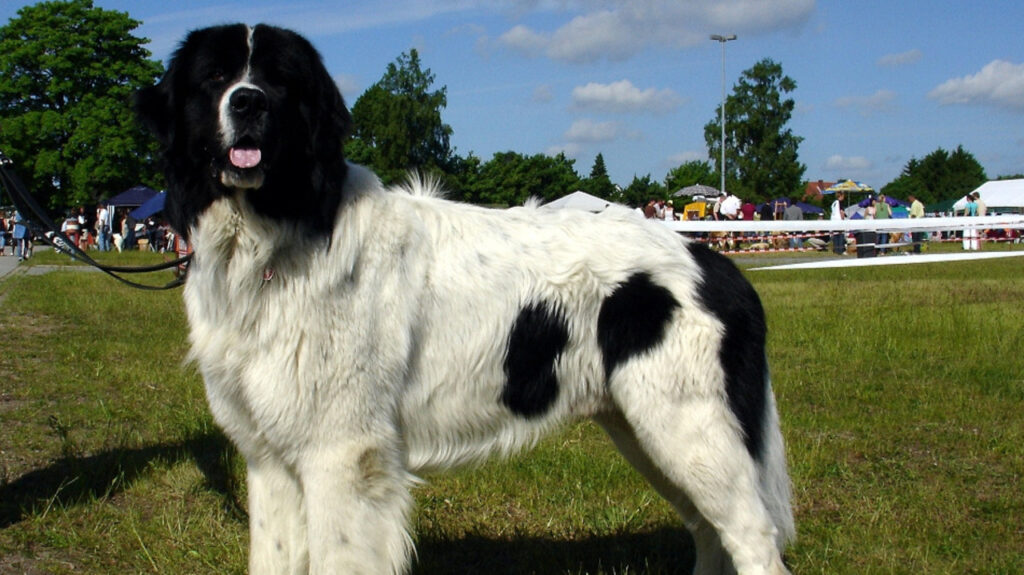 A Landseer ECT