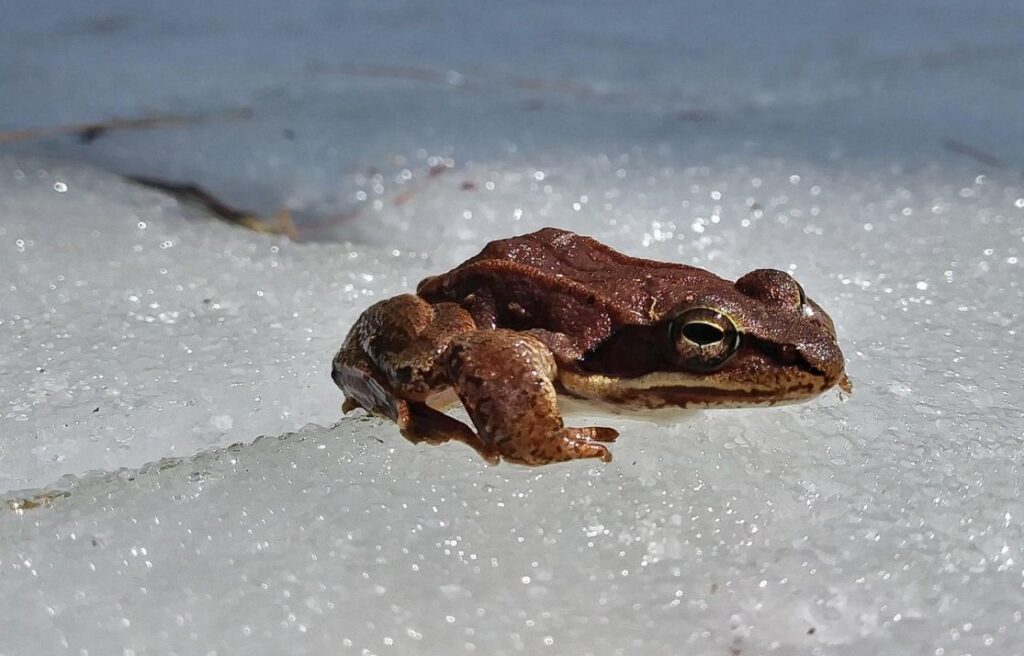 Wood frog