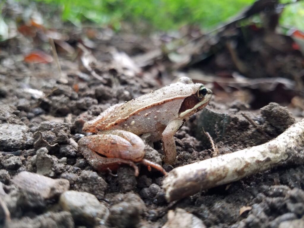Wood_Frog
