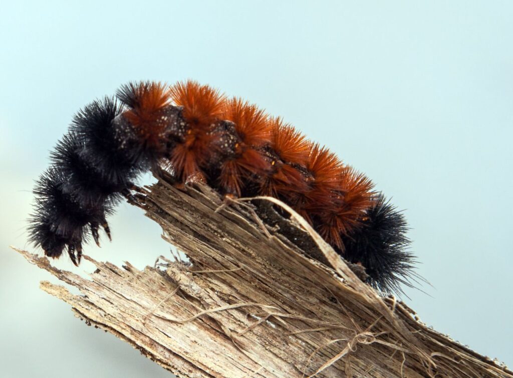 Wooly Bear Caterpillar