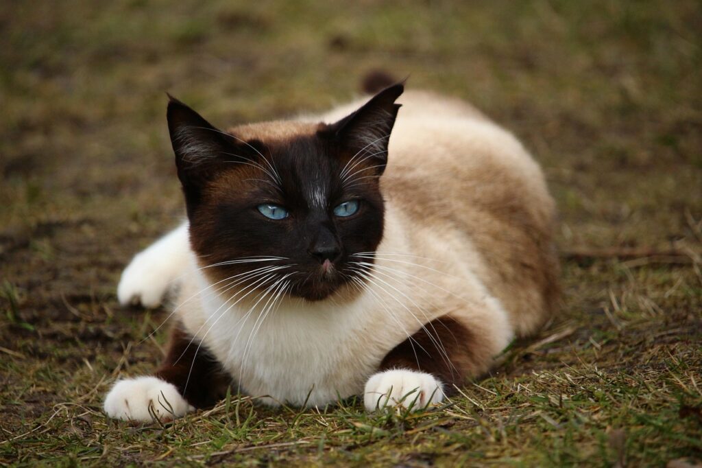 siamese cat