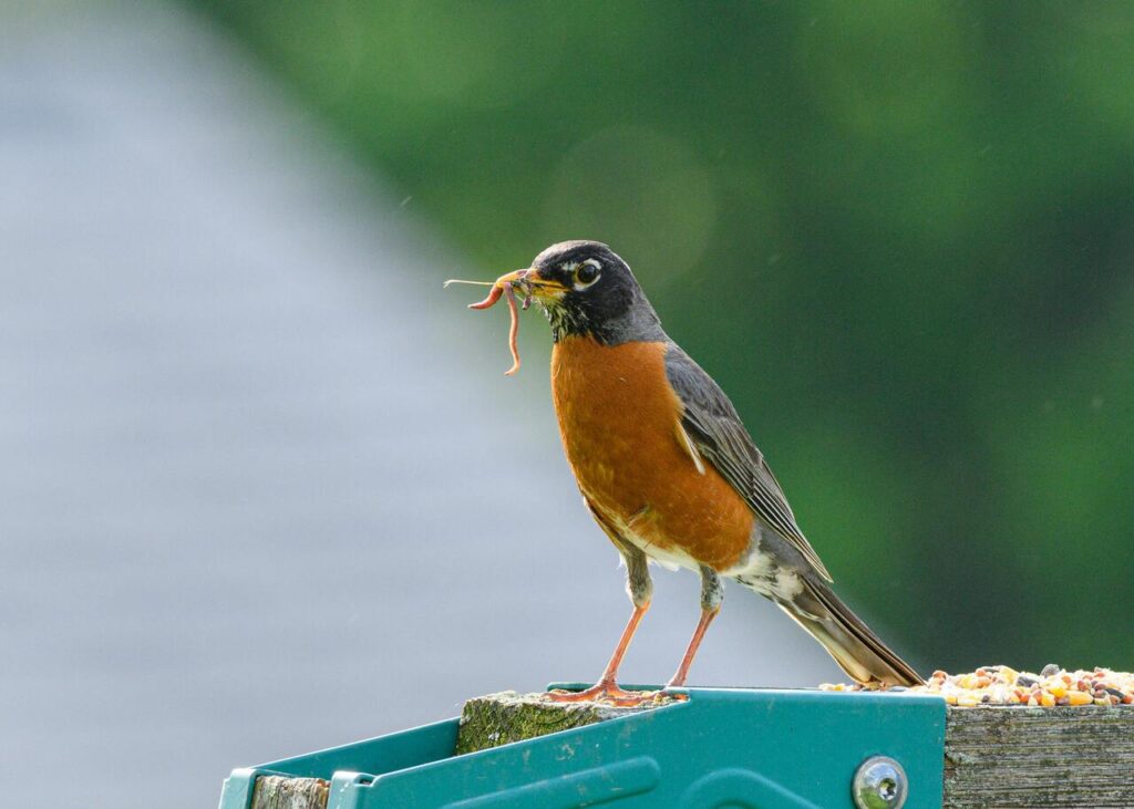 european robin