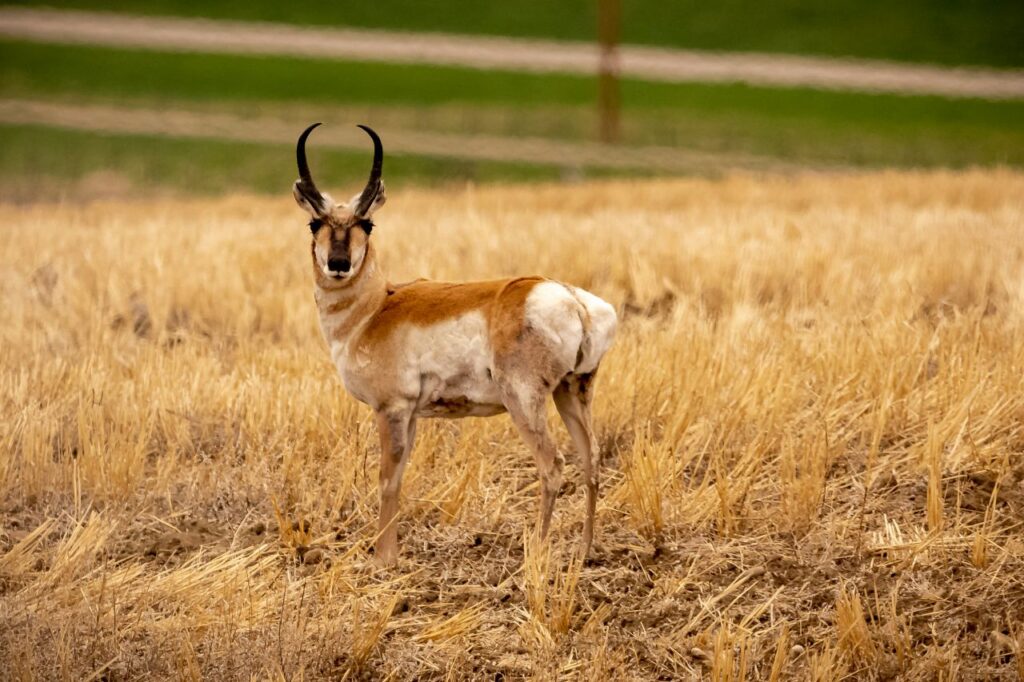 Pronghorn