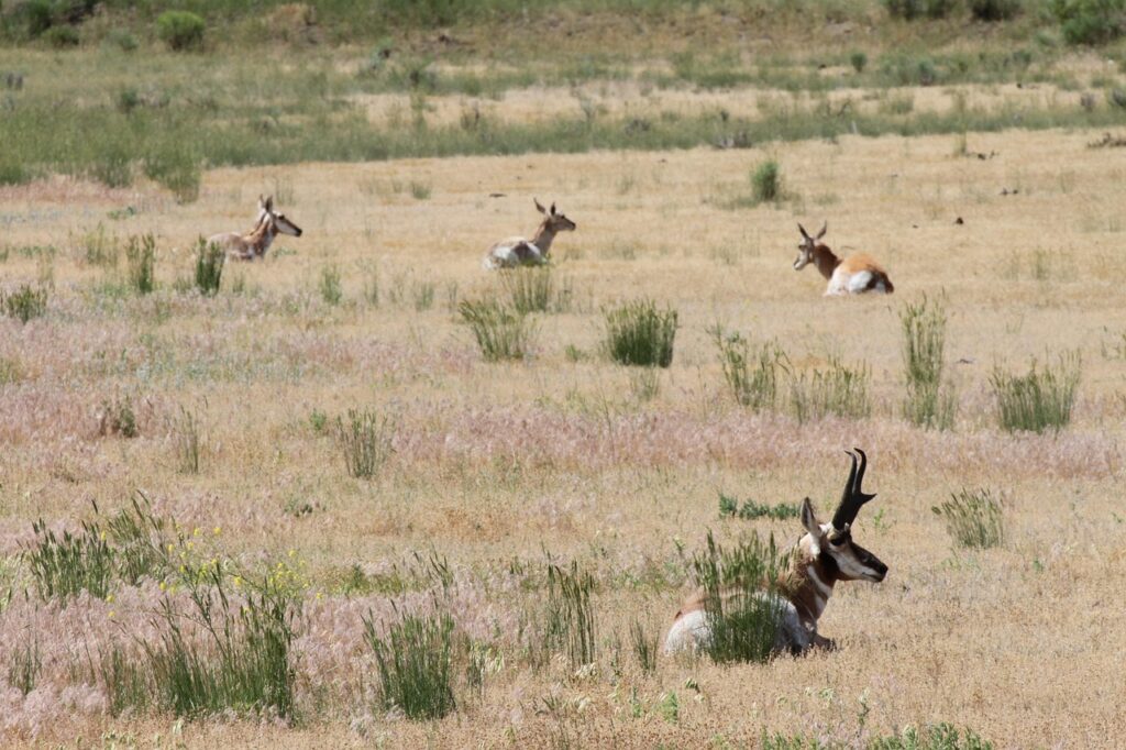 Pronghorn
