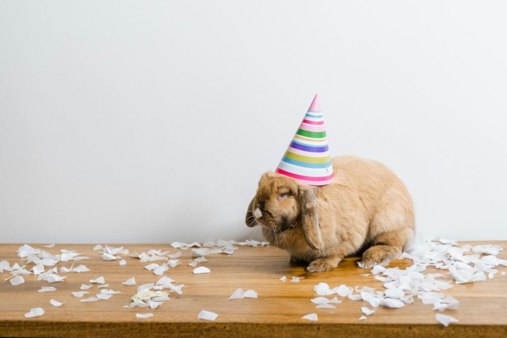 Rabbit Destructive Behavior