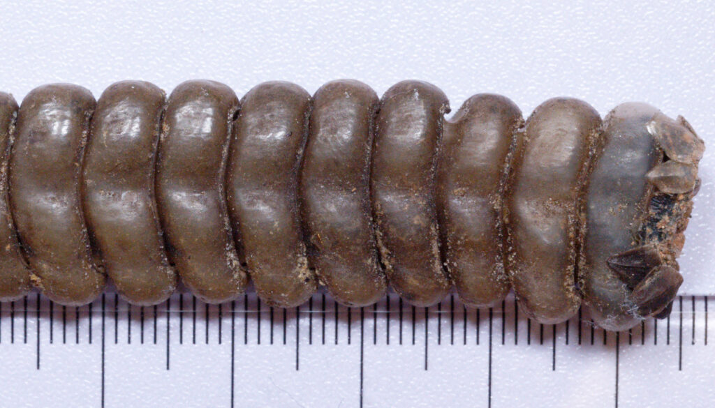 Rattlesnake rattle composition