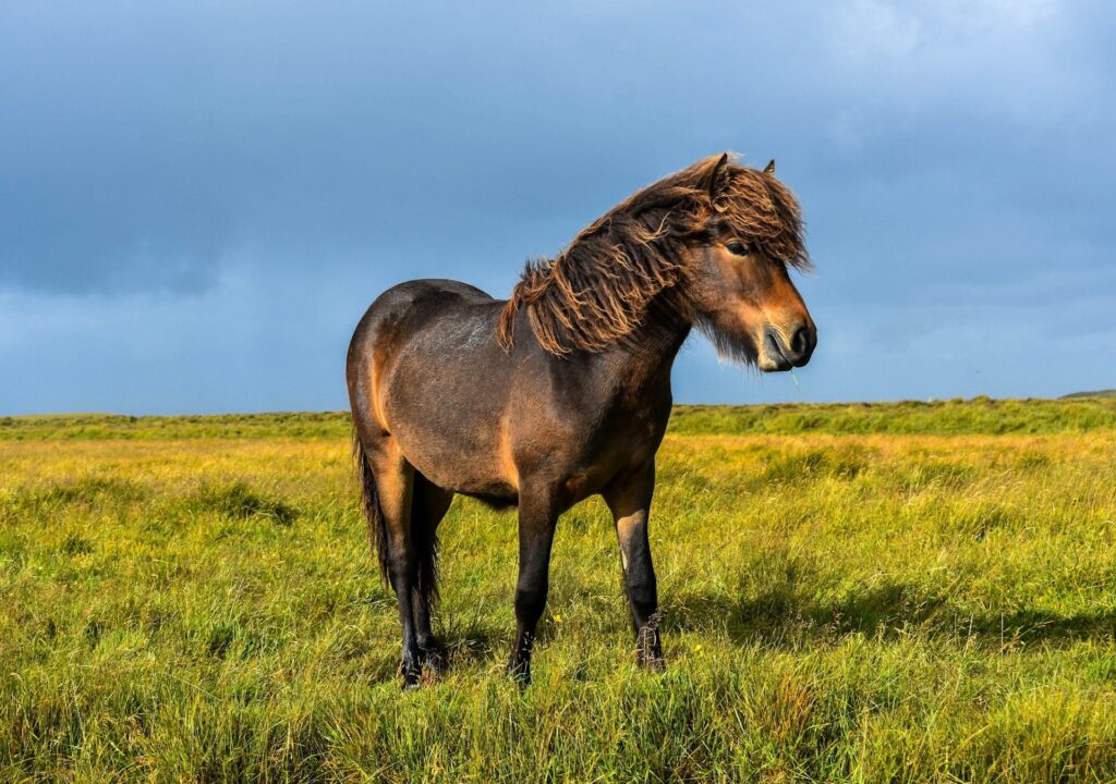 Pony