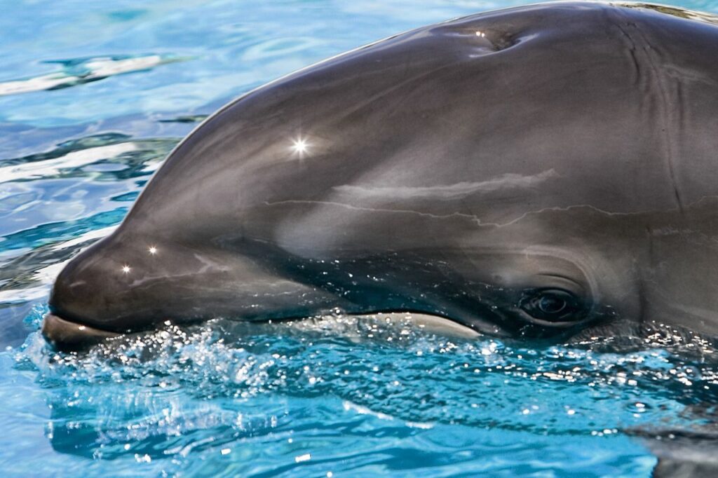 wolphin