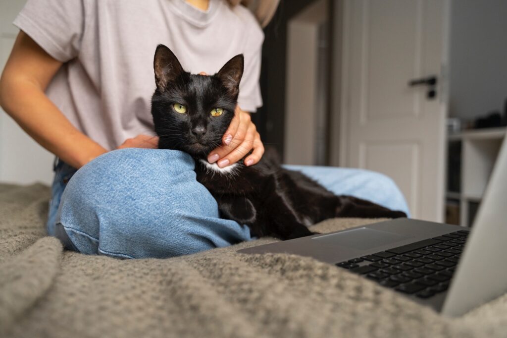 BLack Cat