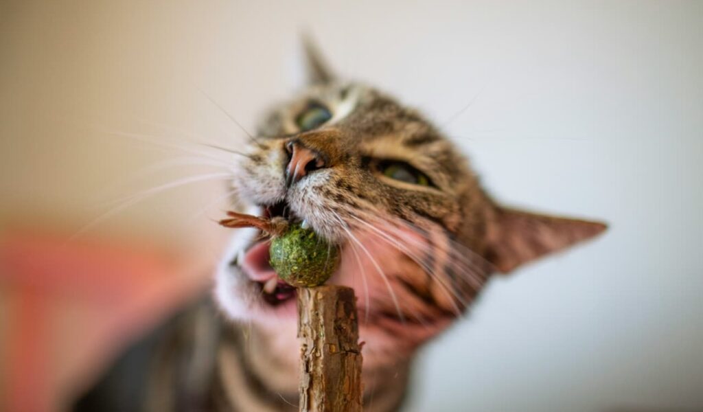 Tabby cat chewing on a catnip stick.