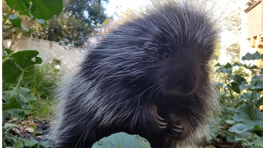 North American Porcupine