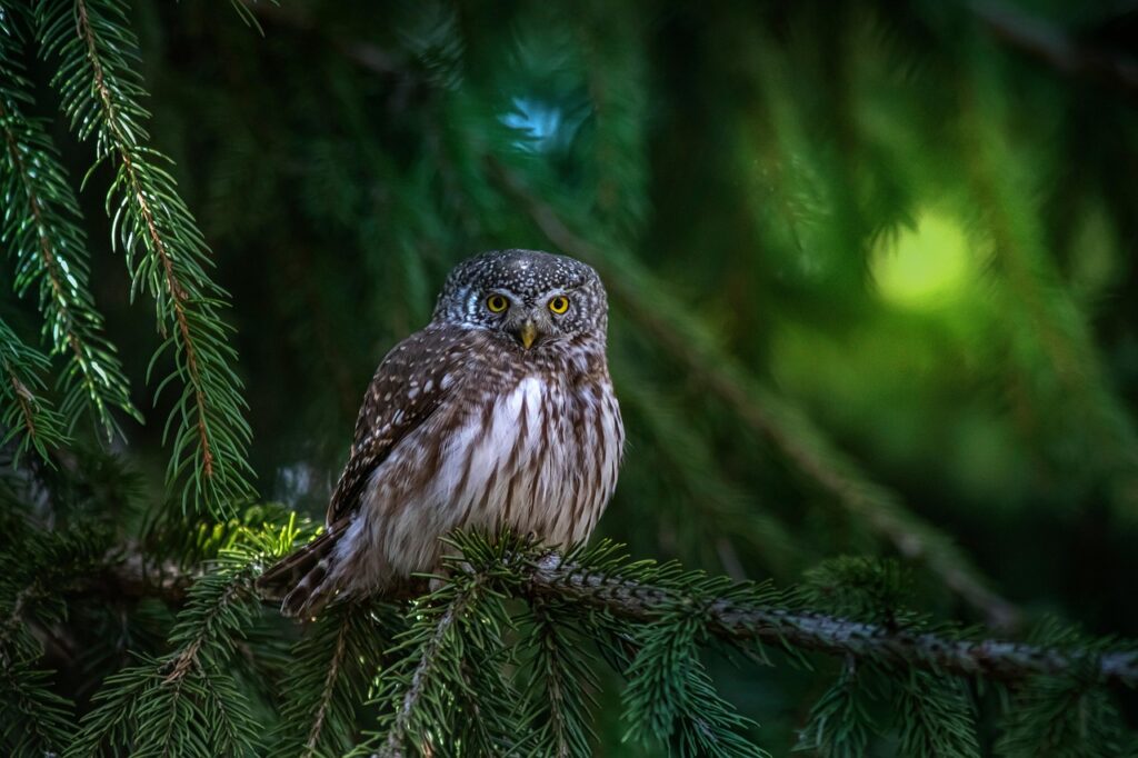 Owl