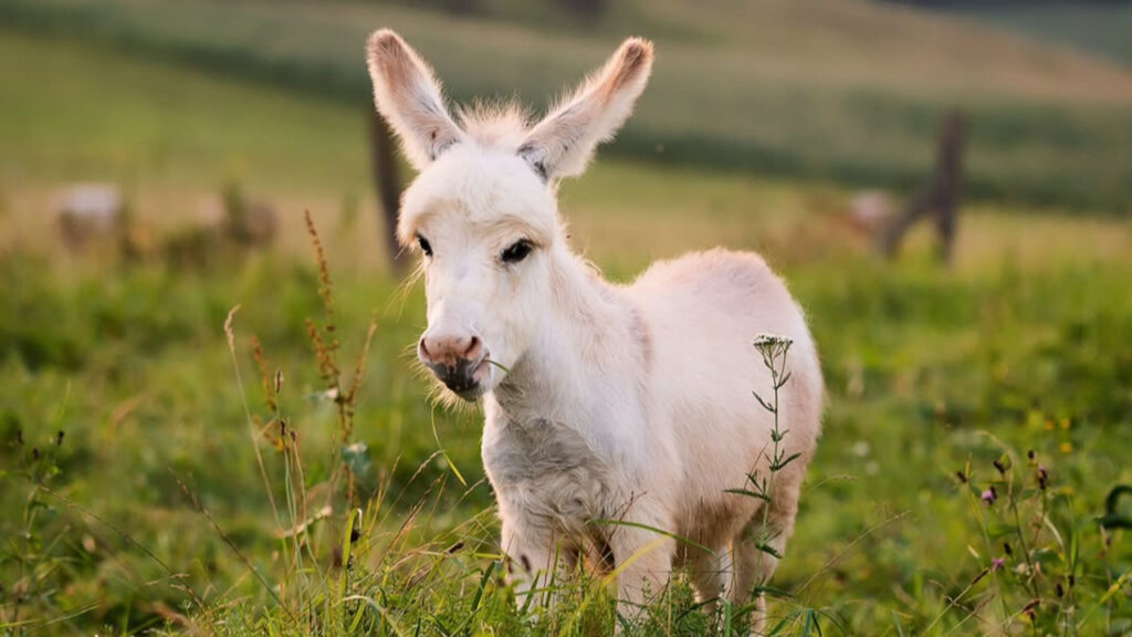 A Miniature Donkey at sundown