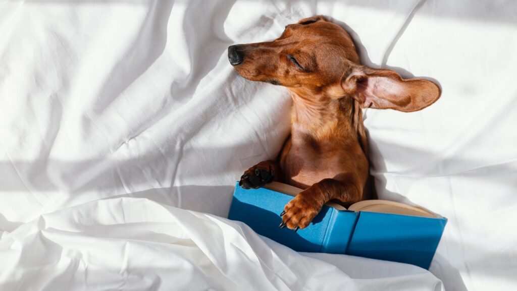 Dachshund