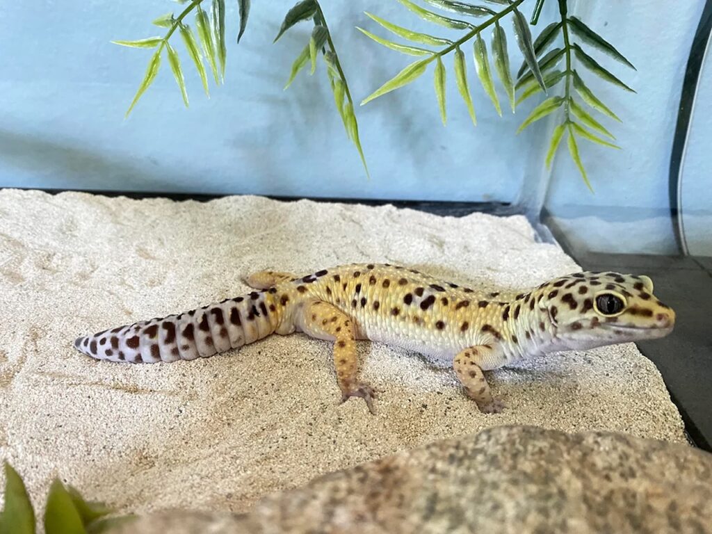 Leopard Gecko