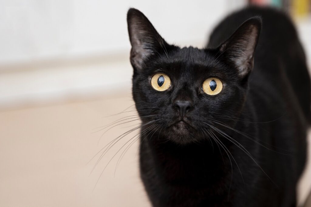 BLack Cat
