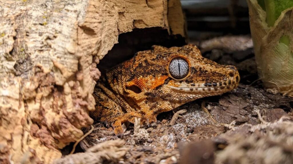 Gargoyle Gecko