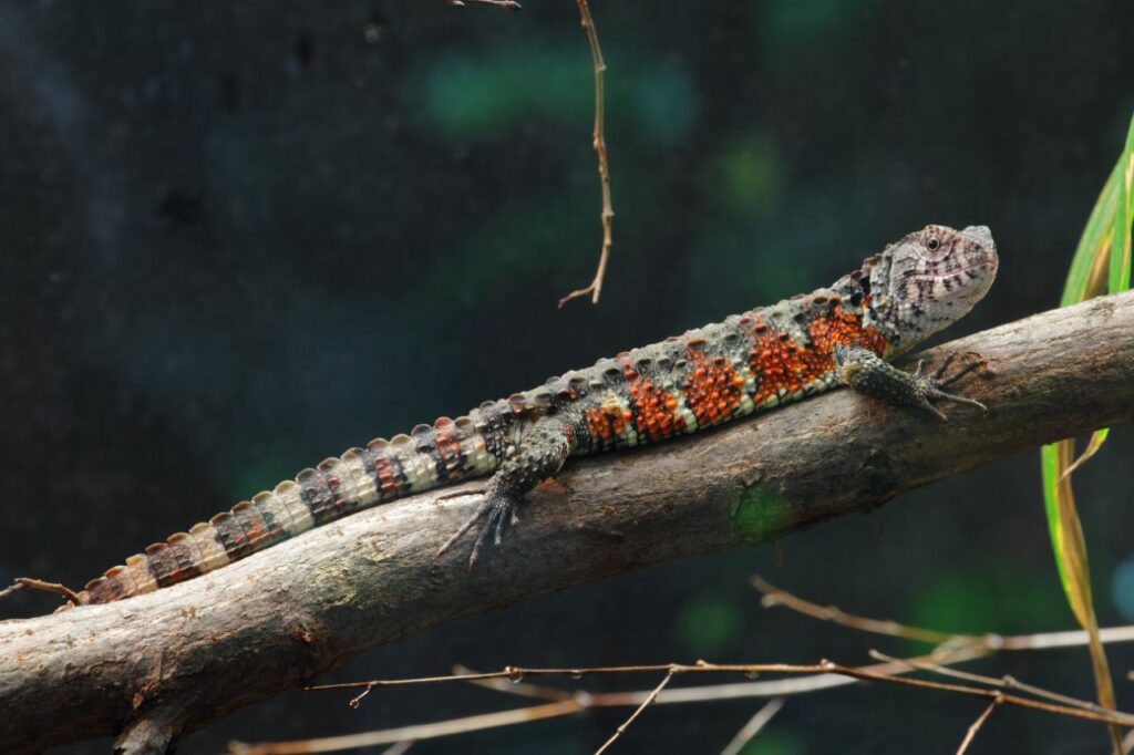Chinese Crocodile Lizard