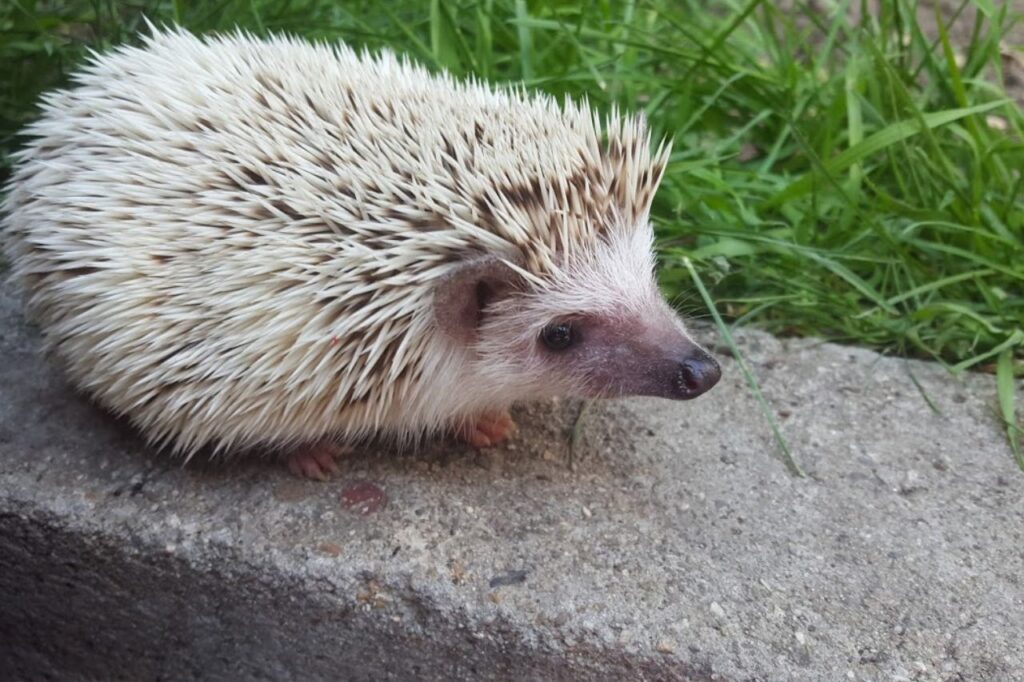 pygmy hedgehog