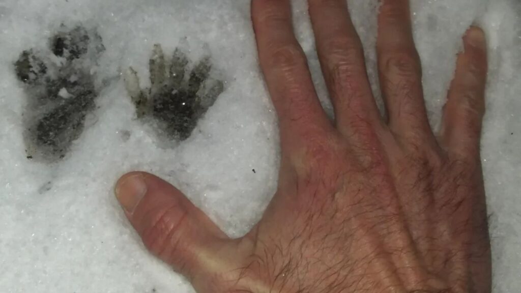 Racoon tracks