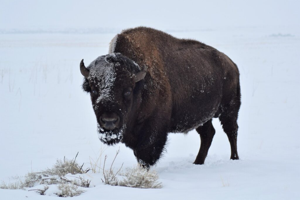 Bison plowing the snow