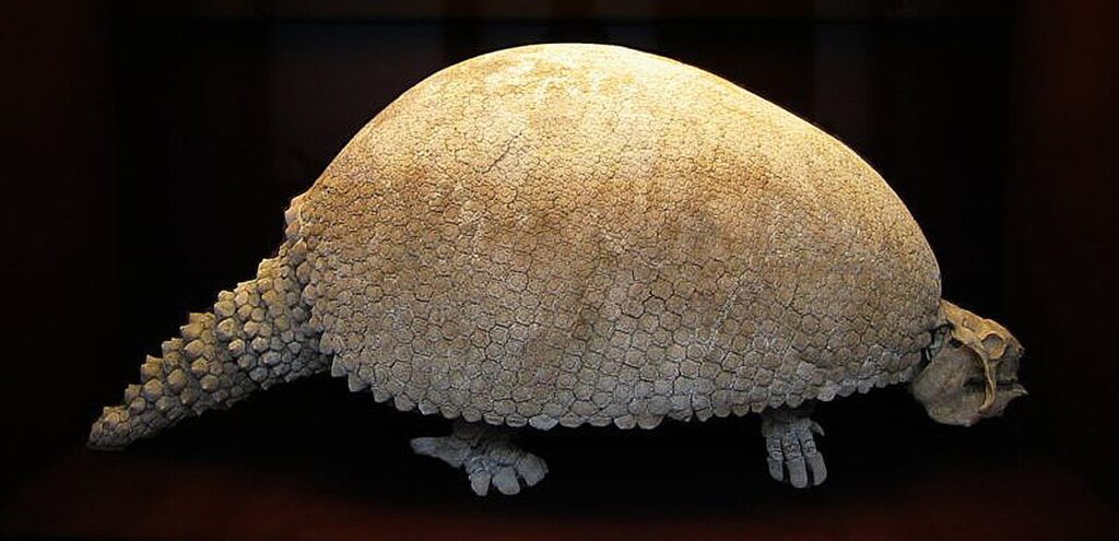 Glyptodon asper Burmeister (Riesengürteltier)